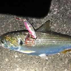 クロムツ、コノシロがまた湾内に入り出しました